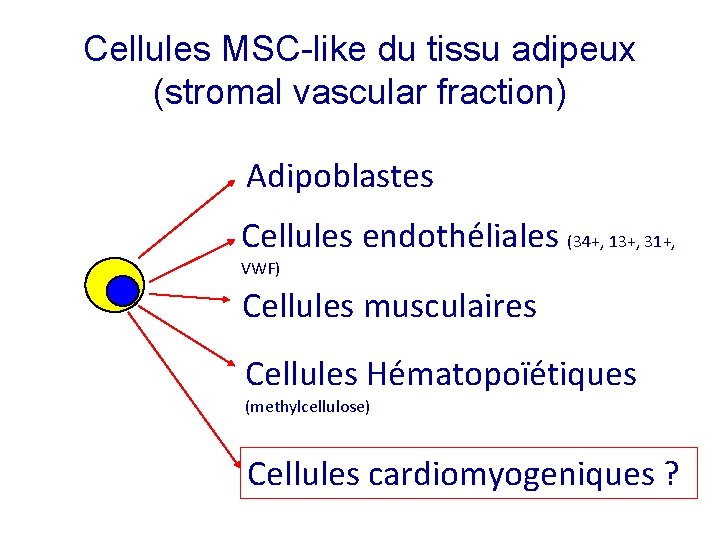 Cellules MSC-like du tissu adipeux (stromal vascular fraction) Adipoblastes Cellules endothéliales (34+, 13+, 31+,