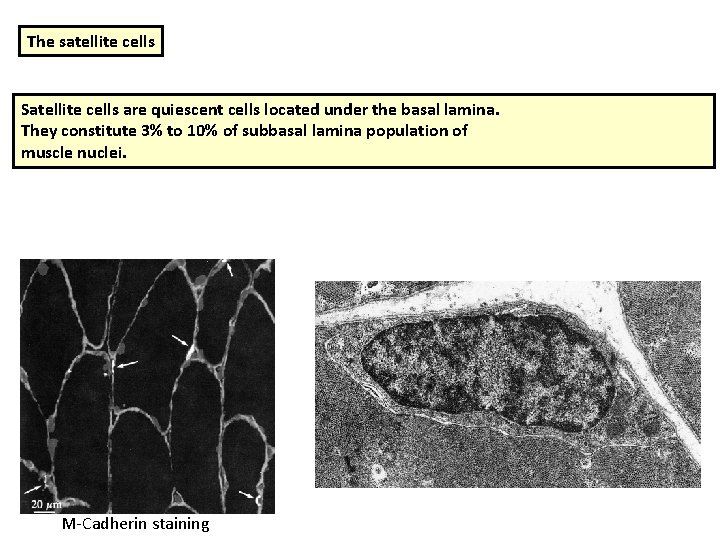 The satellite cells Satellite cells are quiescent cells located under the basal lamina. They