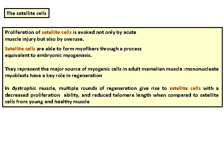 The satellite cells Proliferation of satellite cells is evoked not only by acute muscle