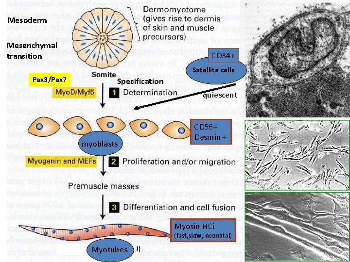 Mesoderm Mesenchymal transition CD 34+ Satellite cells Pax 3/Pax 7 Specification quiescent myoblasts CD