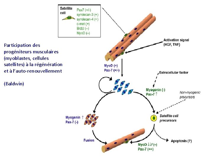 Participation des progéniteurs musculaires (myoblastes, cellules satellites) à la régénération et à l’auto-renouvellement (Baldwin)