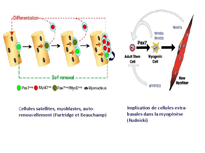Cellules satellites, myoblastes, autorenouvellement (Partridge et Beauchamp) Implication de cellules extrabasales dans la myogénèse
