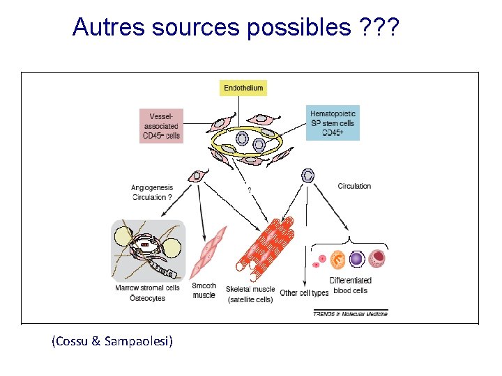 Autres sources possibles ? ? ? (Cossu & Sampaolesi) 