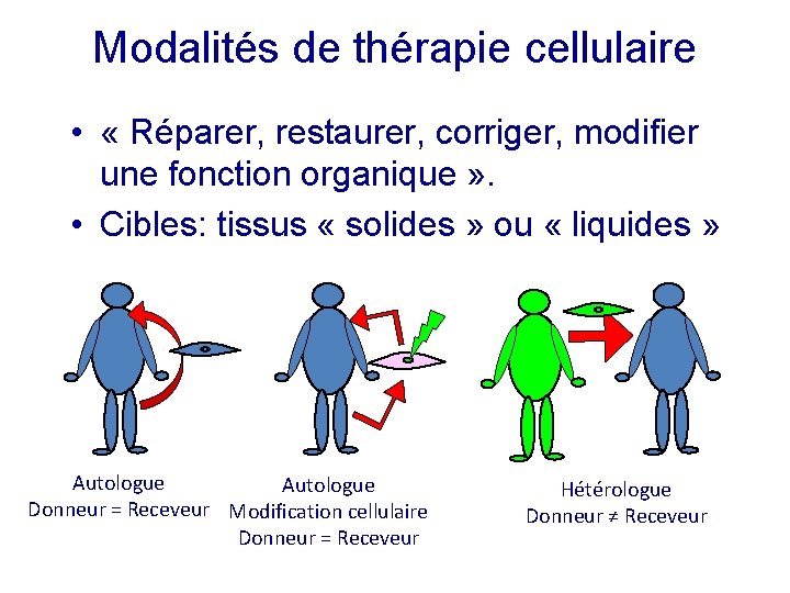 Modalités de thérapie cellulaire • « Réparer, restaurer, corriger, modifier une fonction organique »