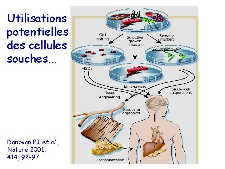 Utilisations potentielles des cellules souches. . . Donovan PJ et al. , Nature 2001,