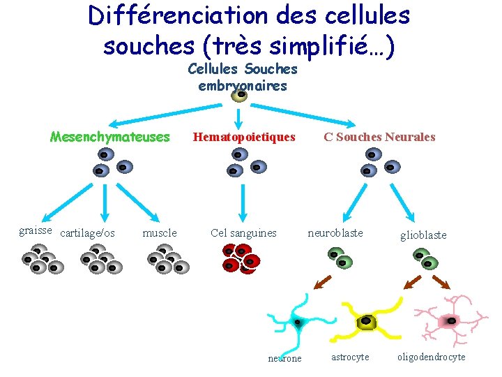 Différenciation des cellules souches (très simplifié…) Cellules Souches embryonaires Mesenchymateuses graisse cartilage/os muscle Hematopoietiques