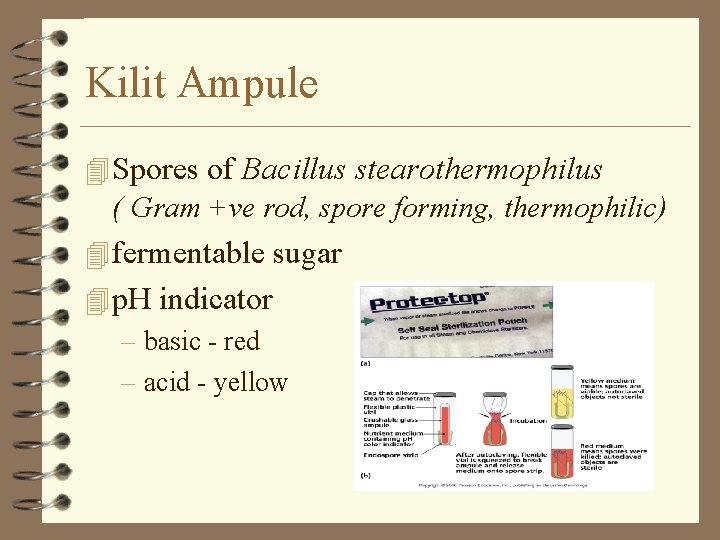 Kilit Ampule 4 Spores of Bacillus stearothermophilus ( Gram +ve rod, spore forming, thermophilic)
