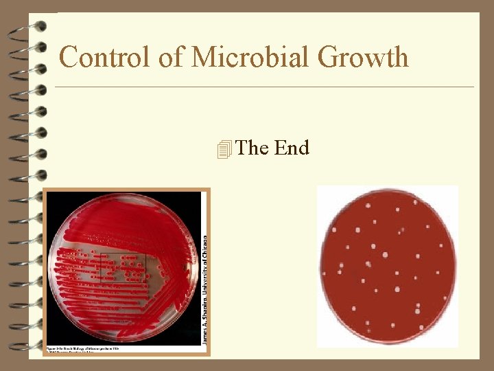 Control of Microbial Growth 4 The End 