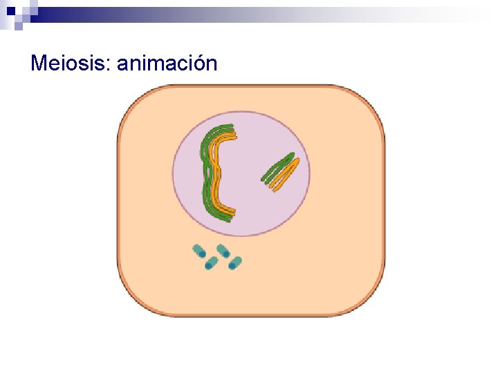 Meiosis: animación 
