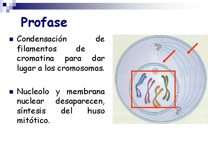 Profase n n Condensación de filamentos de cromatina para dar lugar a los cromosomas.