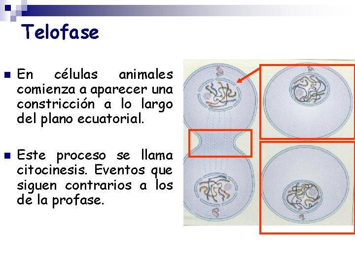 Telofase n n En células animales comienza a aparecer una constricción a lo largo