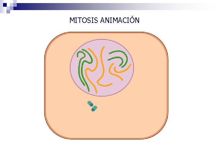 MITOSIS ANIMACIÓN 