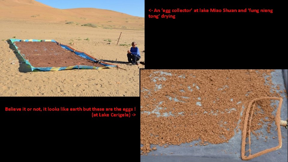 <- An ‘egg collector’ at lake Miao Shuan and ‘fung nieng tong’ drying Believe