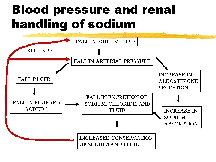 Blood pressure and renal handling of sodium FALL IN SODIUM LOAD RELIEVES FALL IN