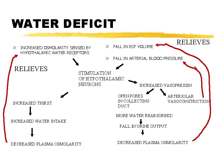 WATER DEFICIT z INCREASED OSMOLARITY SENSED BY HYPOTHALAMIC WATER RECEPTORS RELIEVES z FALL IN
