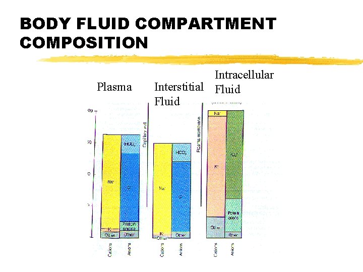 BODY FLUID COMPARTMENT COMPOSITION Plasma Intracellular Interstitial Fluid 