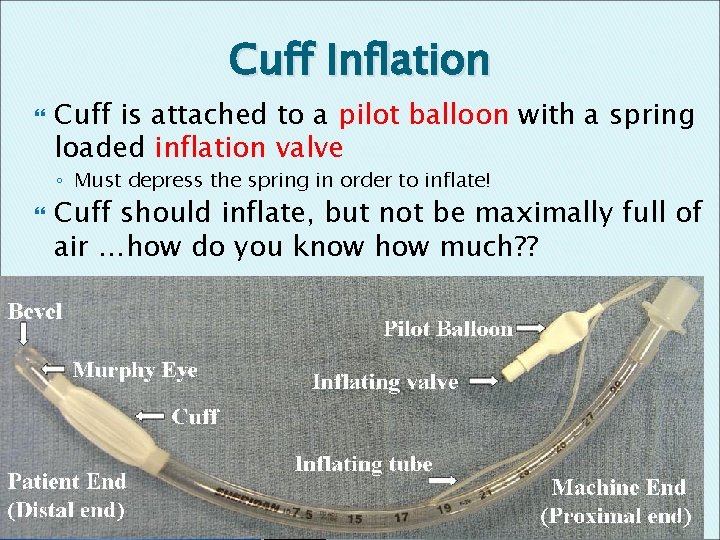 Cuff Inflation Cuff is attached to a pilot balloon with a spring loaded inflation