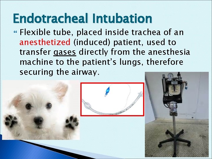 Endotracheal Intubation Flexible tube, placed inside trachea of an anesthetized (induced) patient, used to