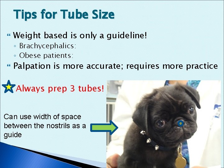 Tips for Tube Size Weight based is only a guideline! ◦ Brachycephalics: ◦ Obese