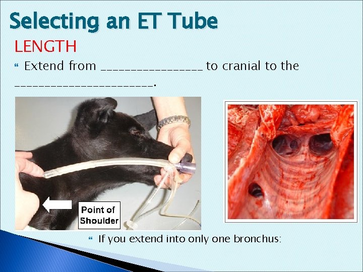 Selecting an ET Tube LENGTH Extend from _________ to cranial to the ____________. If