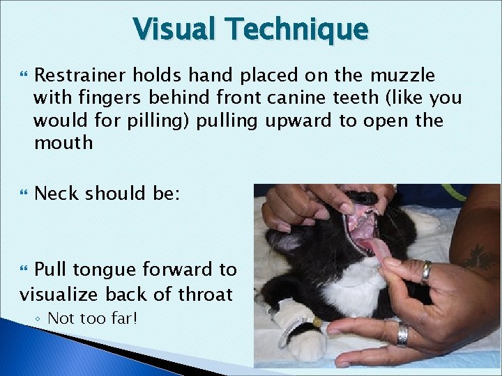 Visual Technique Restrainer holds hand placed on the muzzle with fingers behind front canine