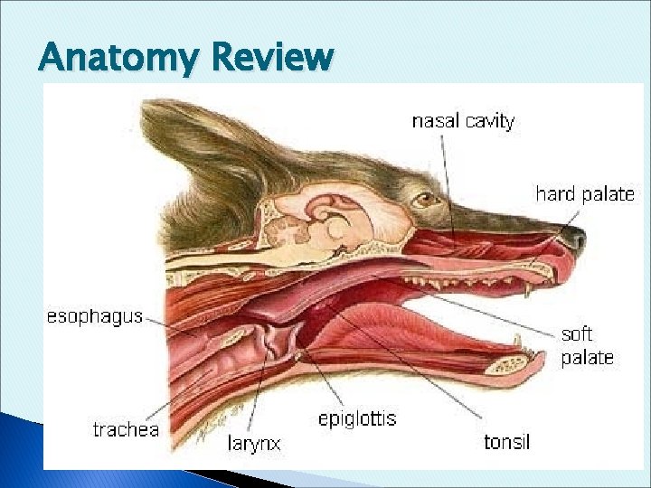 Anatomy Review 