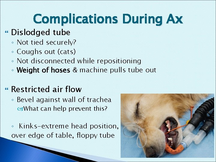Complications During Ax Dislodged tube ◦ ◦ Not tied securely? Coughs out (cats) Not