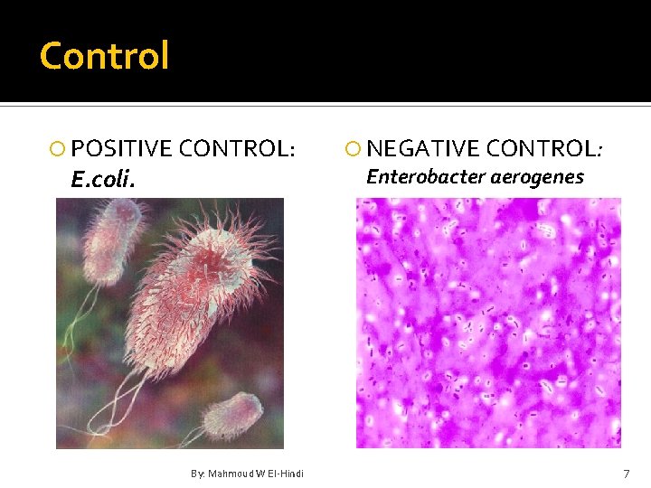 Control POSITIVE CONTROL: E. coli. By: Mahmoud W El-Hindi NEGATIVE CONTROL: Enterobacter aerogenes 7