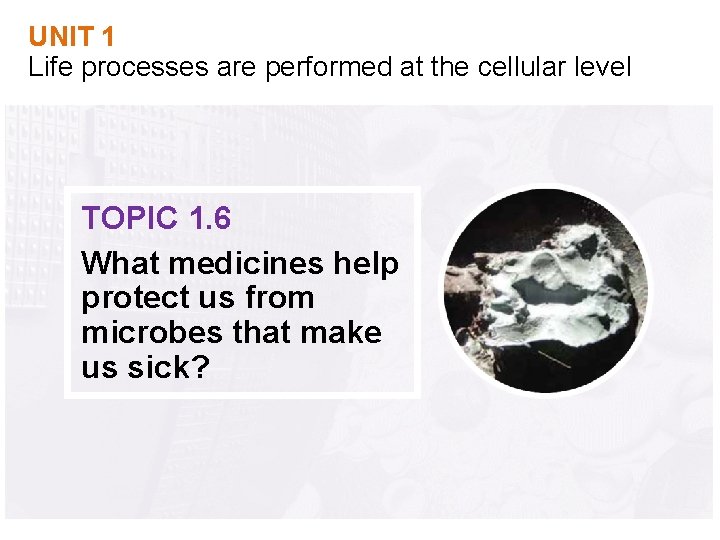UNIT 1 Life processes are performed at the cellular level TOPIC 1. 6 What