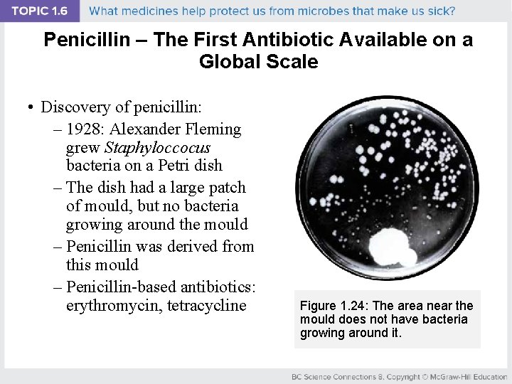 Penicillin – The First Antibiotic Available on a Global Scale • Discovery of penicillin:
