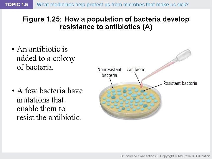 Figure 1. 25: How a population of bacteria develop resistance to antibiotics (A) •
