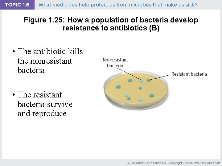 Figure 1. 25: How a population of bacteria develop resistance to antibiotics (B) •