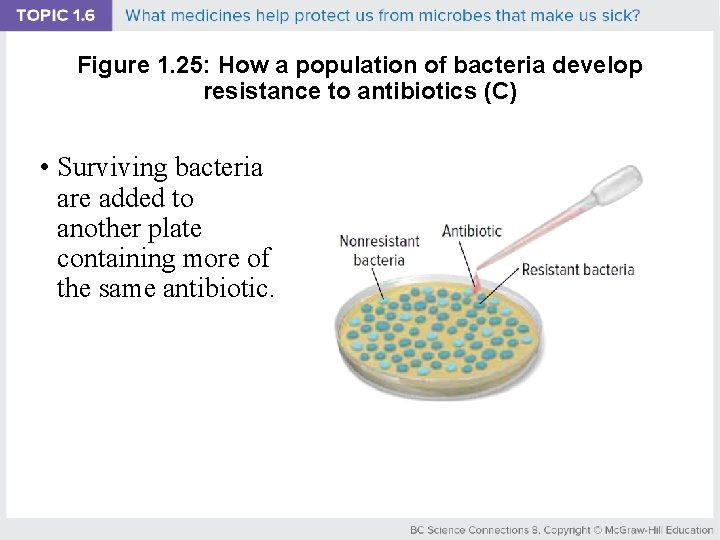 Figure 1. 25: How a population of bacteria develop resistance to antibiotics (C) •