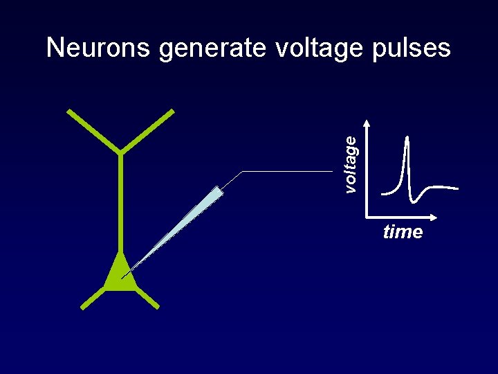 voltage Neurons generate voltage pulses time 