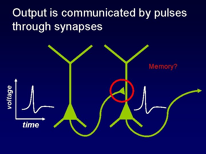 Output is communicated by pulses through synapses voltage Memory? time 