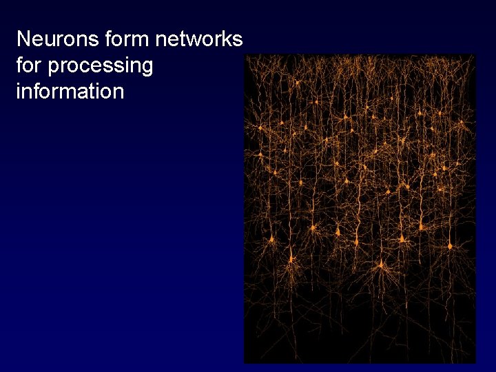 Neurons form networks for processing information 