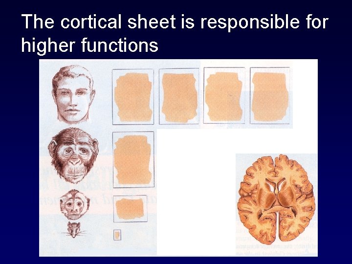 The cortical sheet is responsible for higher functions 