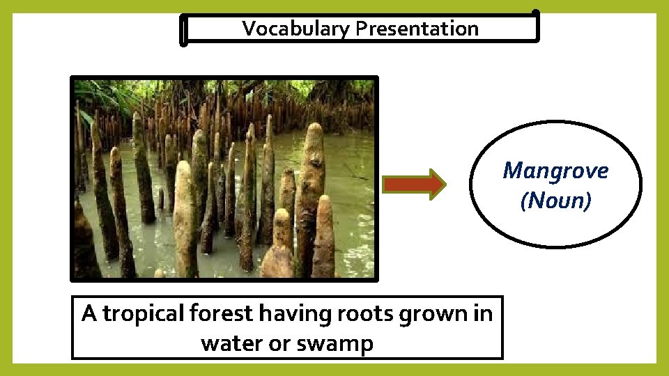 Vocabulary Presentation Mangrove (Noun) A tropical forest having roots grown in water or swamp