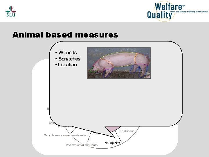 Animal based measures 