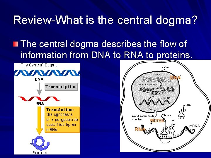 Review-What is the central dogma? The central dogma describes the flow of information from