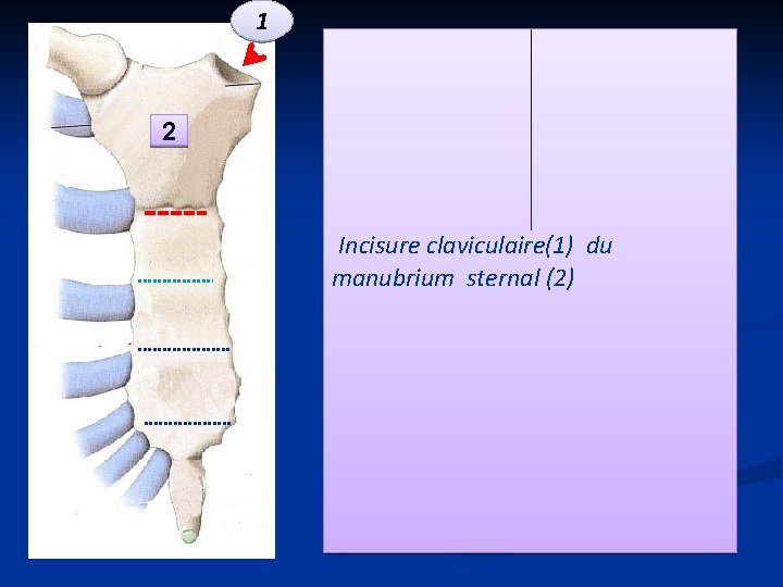 1 2 Incisure claviculaire(1) du manubrium sternal (2) 