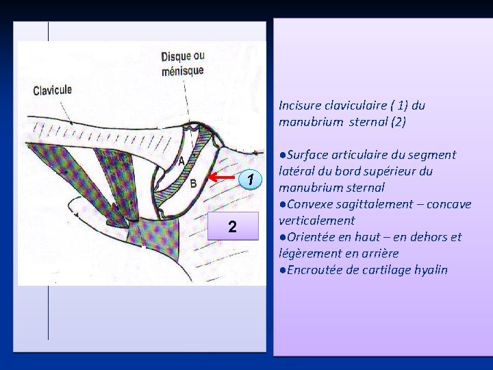 Incisure claviculaire ( 1) du manubrium sternal (2) 1 2 ●Surface articulaire du segment