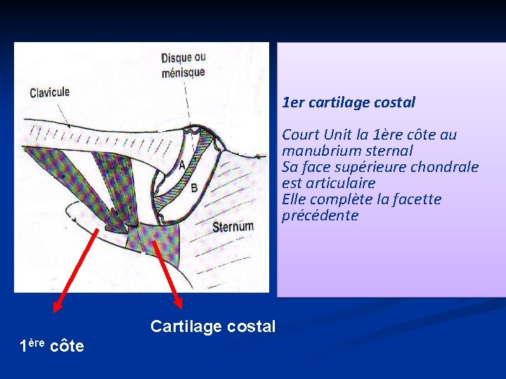 1 er cartilage costal Court Unit la 1ère côte au manubrium sternal Sa face