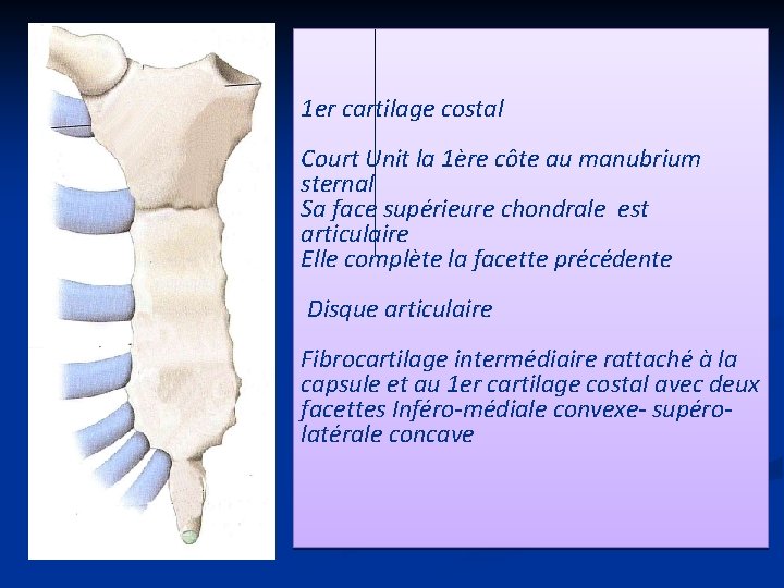 1 er cartilage costal Court Unit la 1ère côte au manubrium sternal Sa face