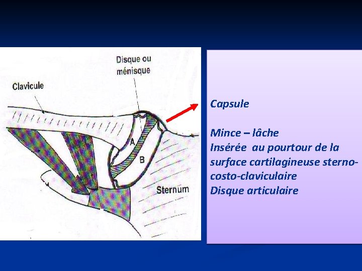 Capsule Mince – lâche Insérée au pourtour de la surface cartilagineuse sternocosto-claviculaire Disque articulaire