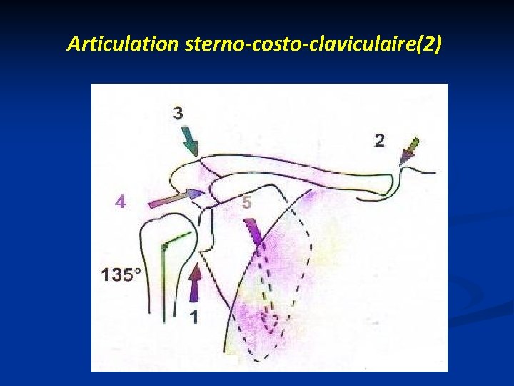 Articulation sterno-costo-claviculaire(2) 