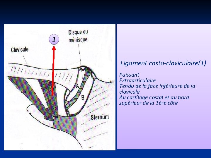 1 Ligament costo-claviculaire(1) Puissant Extraarticulaire Tendu de la face inférieure de la clavicule Au