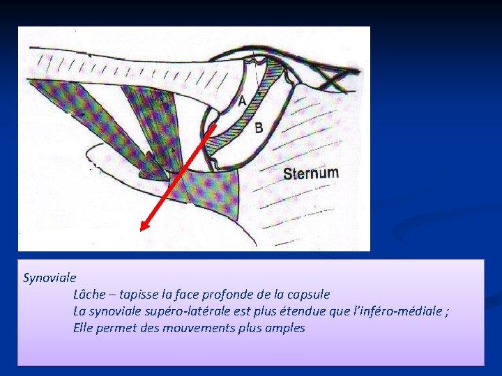 Synoviale Lâche – tapisse la face profonde de la capsule La synoviale supéro-latérale est