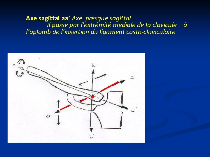 Axe sagittal aa’ Axe presque sagittal Il passe par l’extrémité médiale de la clavicule