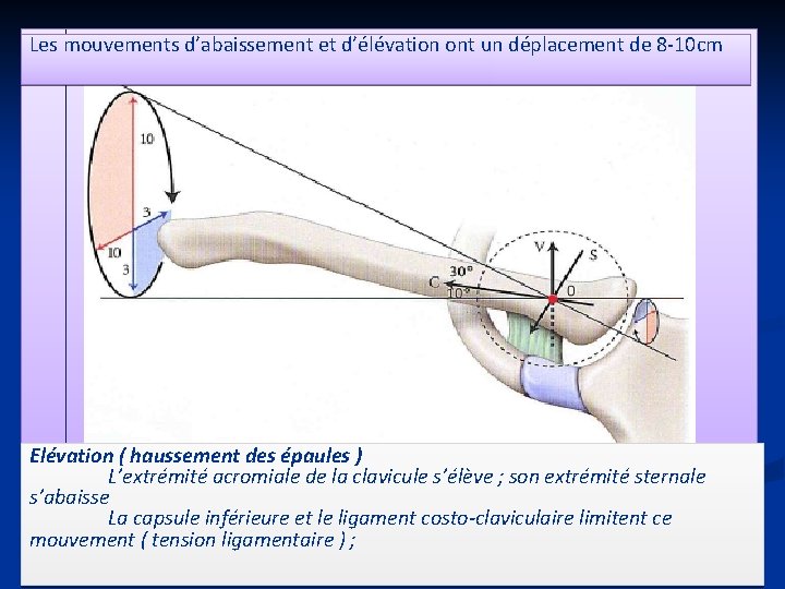 Les mouvements d’abaissement et d’élévation ont un déplacement de 8 -10 cm Elévation (
